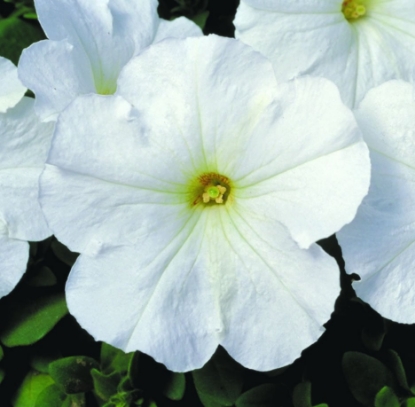 Picture of Petunia - Merlin Series F1 - White